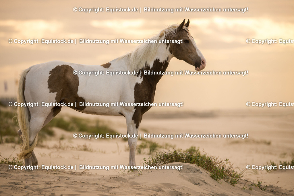 TS_20160928_Pferd_in_D__nen_0001 | Foto: Thomas Hartig