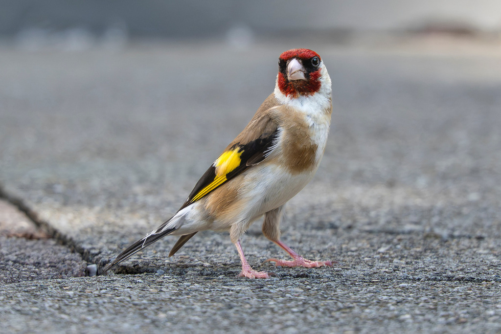 Farbenfroher Feingeist: Der Stieglitz im Porträt | Ein winziger Farbtupfer im Alltag: Neugierig blickt dieser farbenprächtige Stieglitz (Carduelis carduelis), auch als Distelfink bekannt, direkt in die Kamera. Seine leuchtend rote Gesichtsmaske, der schneeweiße Hals und die charakteristisch gelben Flügelbänder machen ihn zu einem der spektakulärsten Heimkehrer unserer Natur. Mit wachem Blick stcontent auf dem Pflaster stehend, zeigt dieser feingliedrige Singvogel, wie viel lebendige Schönheit selbst in scheinbar gewöhnlichen Augenblicken direkt vor unseren Füßen verborgen liegt. - Realisiert mit Pictrs.com