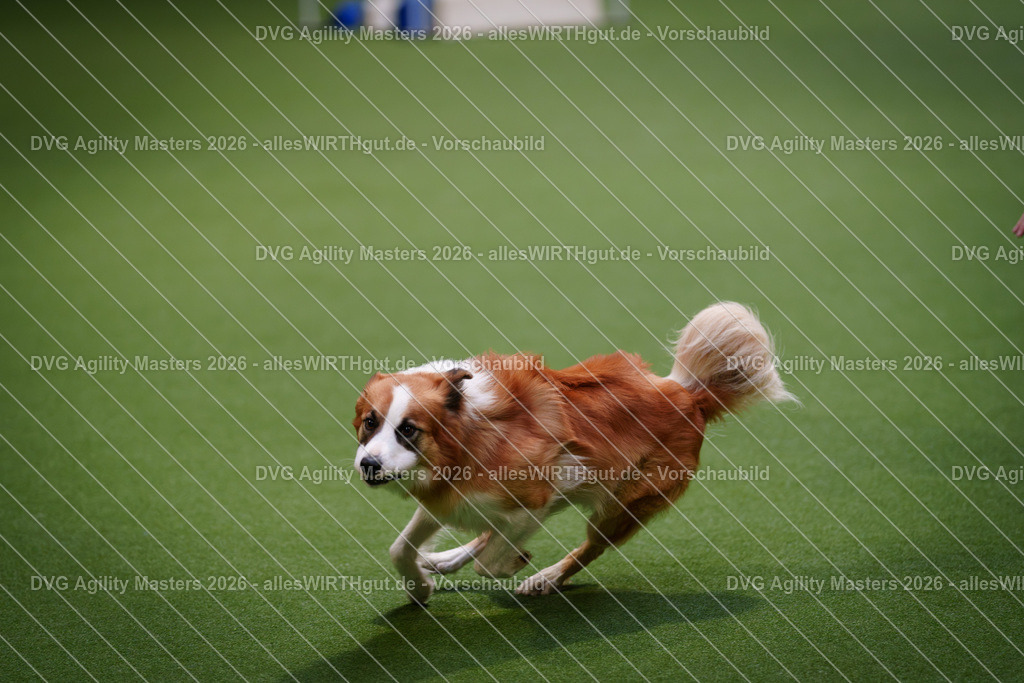 allesWIRTHgut_Tierfotografie-DVG_Agility_Masters_2026-08_13-7R509845 | Professionelle Tierfotografie in Mönchengladbach von Daniel Wirth (allesWIRTHgut). Liebevolle & natürliche Bilder von Hunden & Katzen für unvergessliche Erinnerungen.