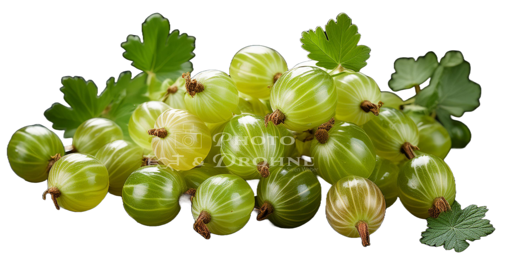 stachelbeeren | Erleben Sie den Zauber des Mittelrheins und entdecken Sie die atemberaubende Auswahl an Fotos und Bildern bei Rheinfotos. Wir bieten eine vielfältige Auswahl an Produkten wie Poster, Karten, Sticker, Textilien und Geschenkartikeln und Fototouren. - Realisiert mit Pictrs.com