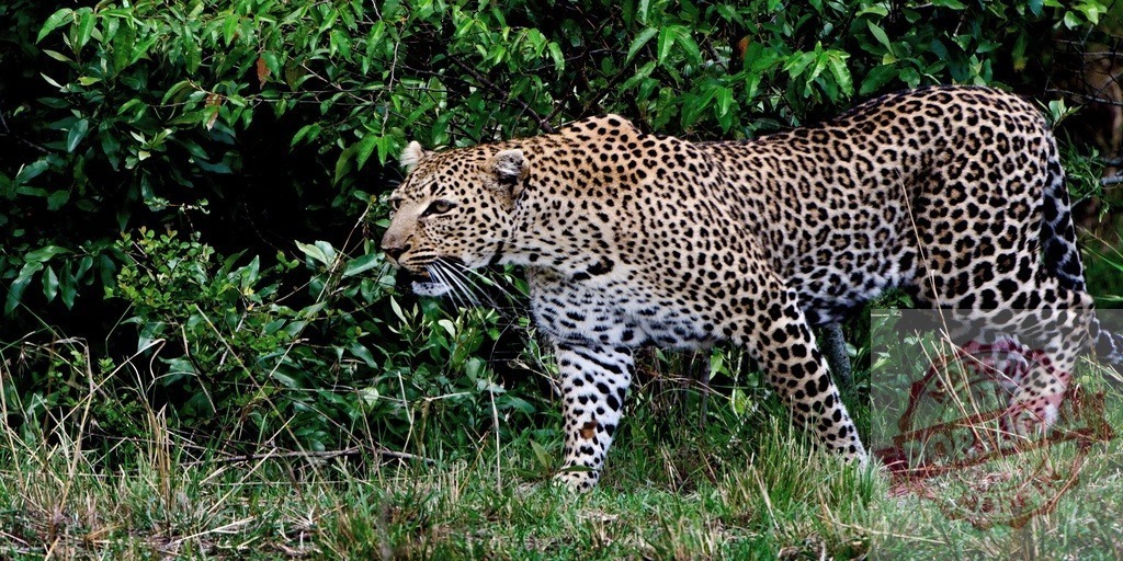 Leopard walking through green bush in a natural habitat | Leopard walking among green grass and leaves, actively searching for prey in the wild - Realisiert mit Pictrs.com