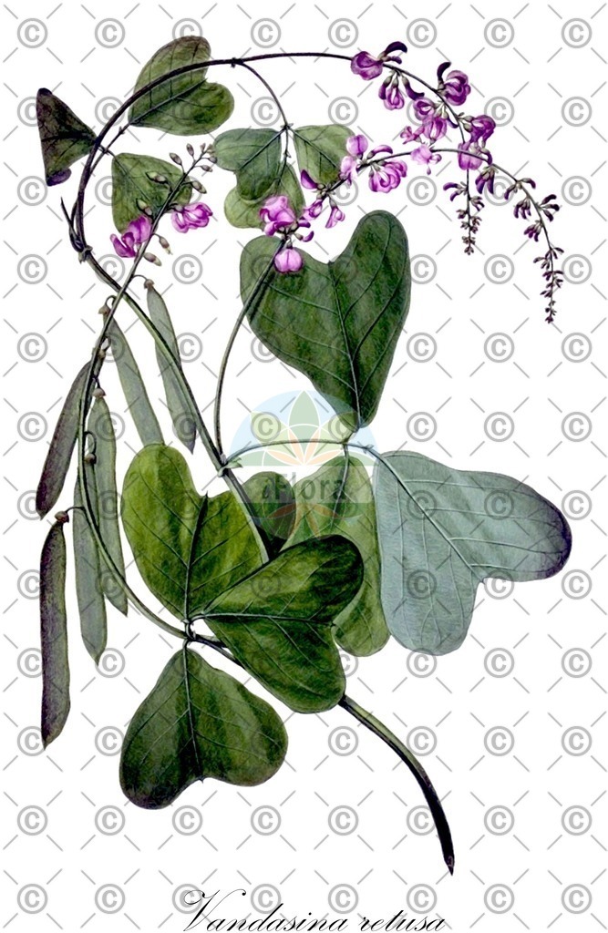 HistAbb_wfo-0000331269_1_ENZY_Simple | Historische Abbildung von Vandasina retusa - Fabaceae | Historical Illustration of Vandasina retusa - Fabaceae