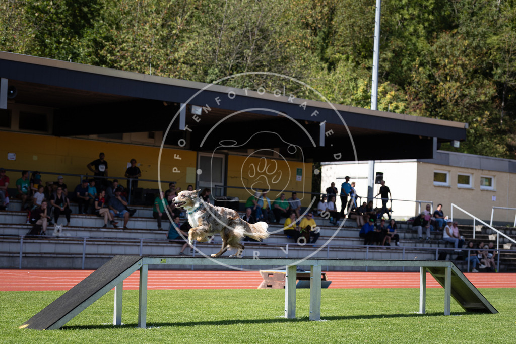 Pfotenfotografie_DV3A8299 | Hundefotografie, Tierfotograf, Pfotenfotografie, Fotoshooting Hund, Hunde Portrait, Hundesport, Hundeportraits, Heideshooting, Hunde, Sportfotograf, Hundefotograf, Turnierhundsport, THS,  - Realisiert mit Pictrs.com
