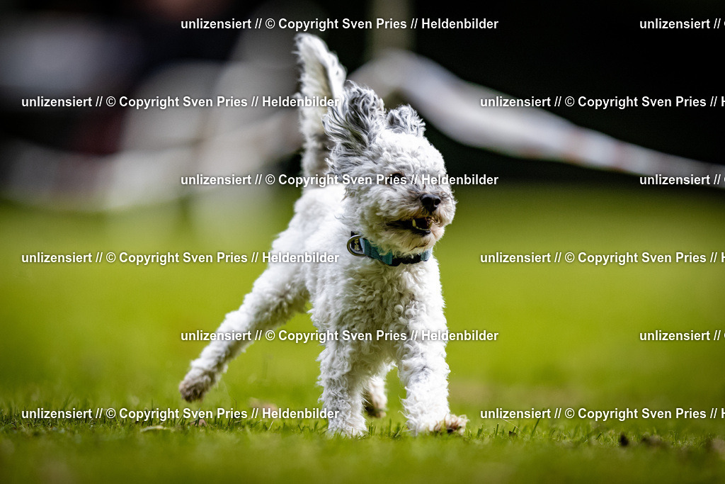 Sven Pries | 2025-10-03 - Hunderennen Obergrombach - Realisiert mit Pictrs.com