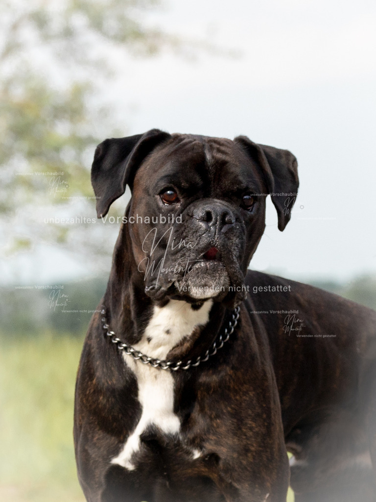 _16A8078-1 | Einzigartige Fotos von Hunden & Menschen –Actionfotos, Portraits, Vereinsaufnahmen & Paarshootings – authentisch, lebendig & mit Herz.