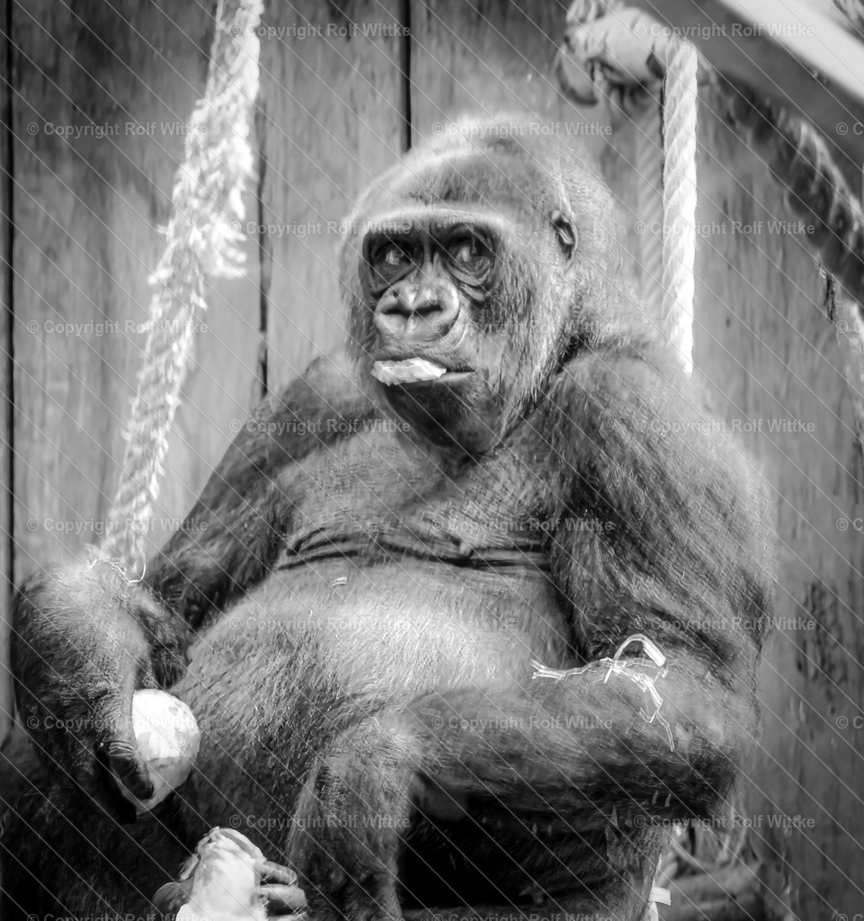 gorilla-2 | Rolf Wittke  - Realisiert mit Pictrs.com