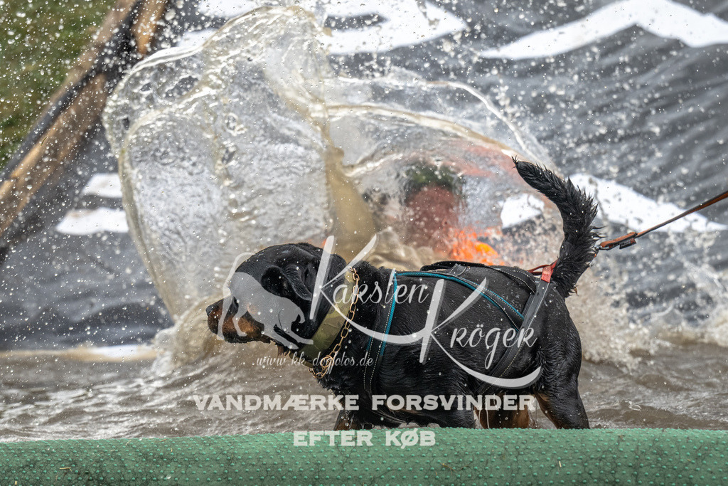 1350_ZZ93590 | kk-dogfotos