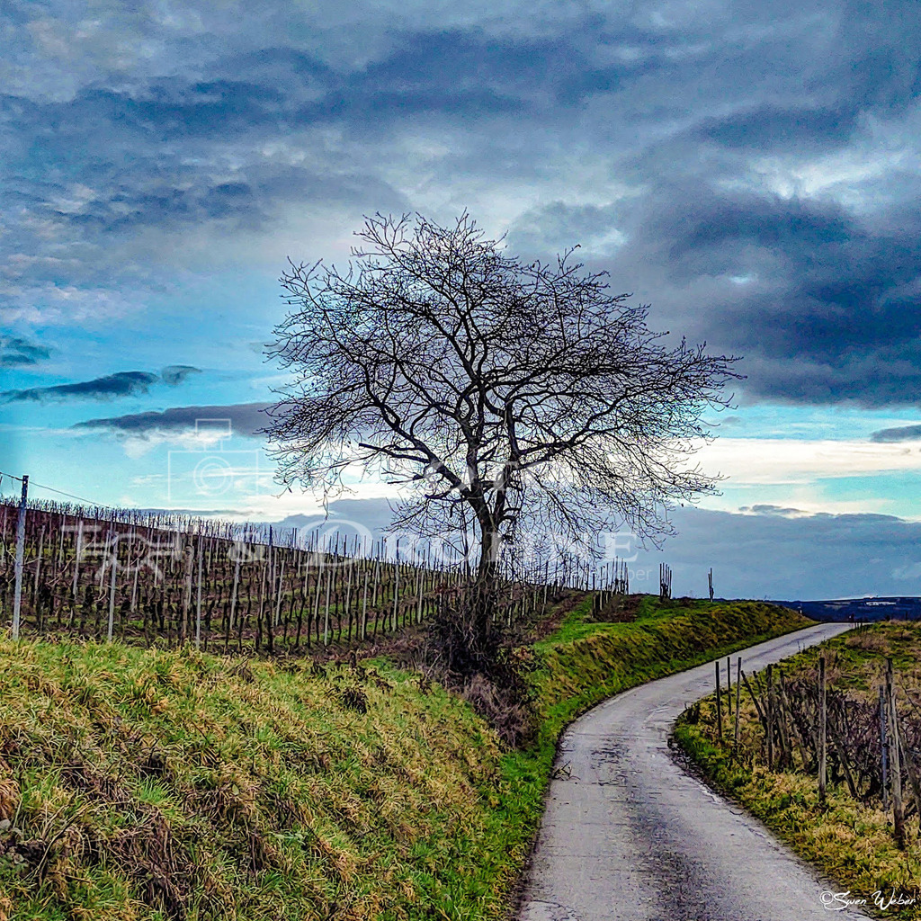 Bacharach- | Der Baum ist im Winter aufgenommen worden. Er befindet sich auf der Rheinhöhe in der Nähe von Bacharachä, Ortsteil Medenscheid.  - Realisiert mit Pictrs.com