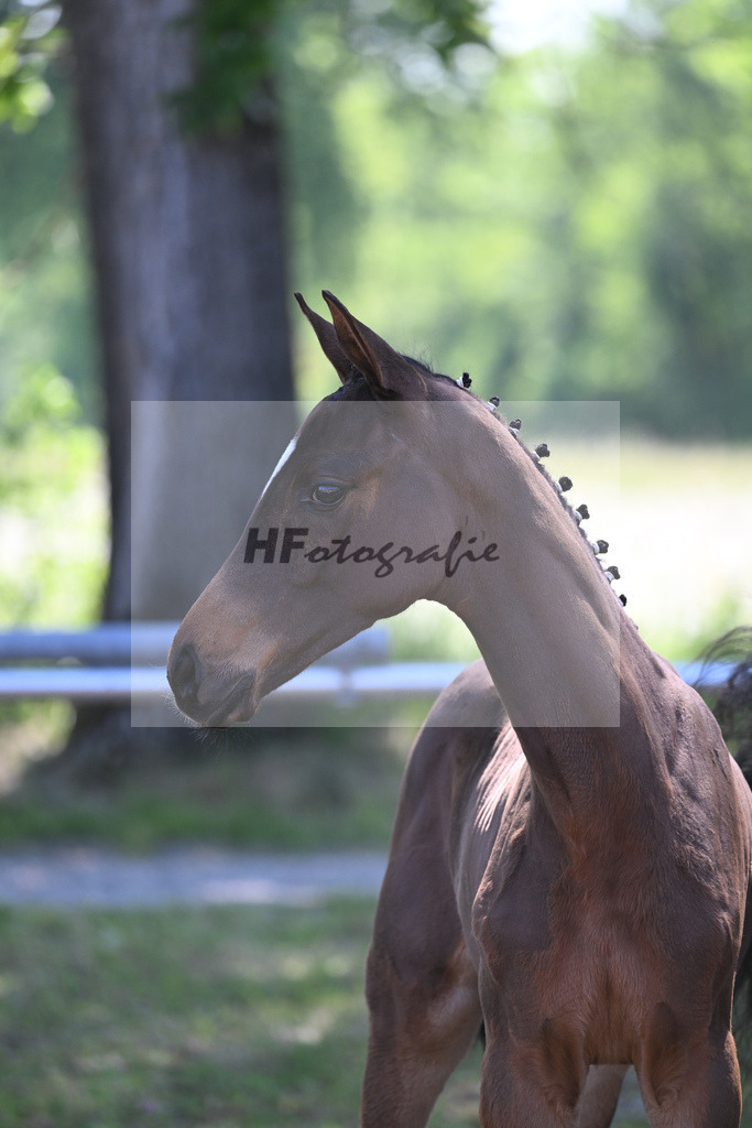 Kat-Nr. nn HF Dynamic Dream_Schindele_14230155 | hf-fotografie - Realisiert mit Pictrs.com