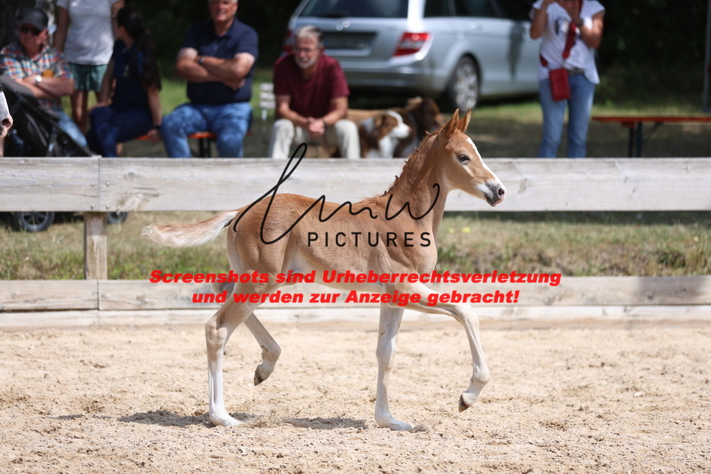 Fohlenschau_Schwäbisch_Hall_Ponys_KN 43_13 | lmwpictures - Realisiert mit Pictrs.com