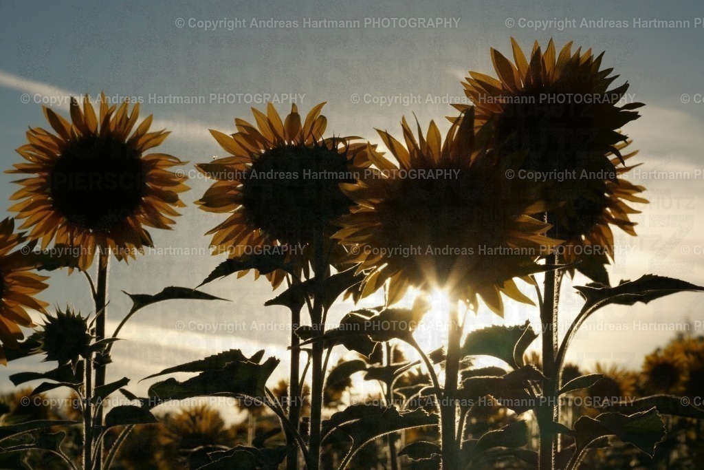 Sonnenblumen Feld im Abendlicht | Sonnenblumen Feld im Abendlicht - Realisiert mit Pictrs.com