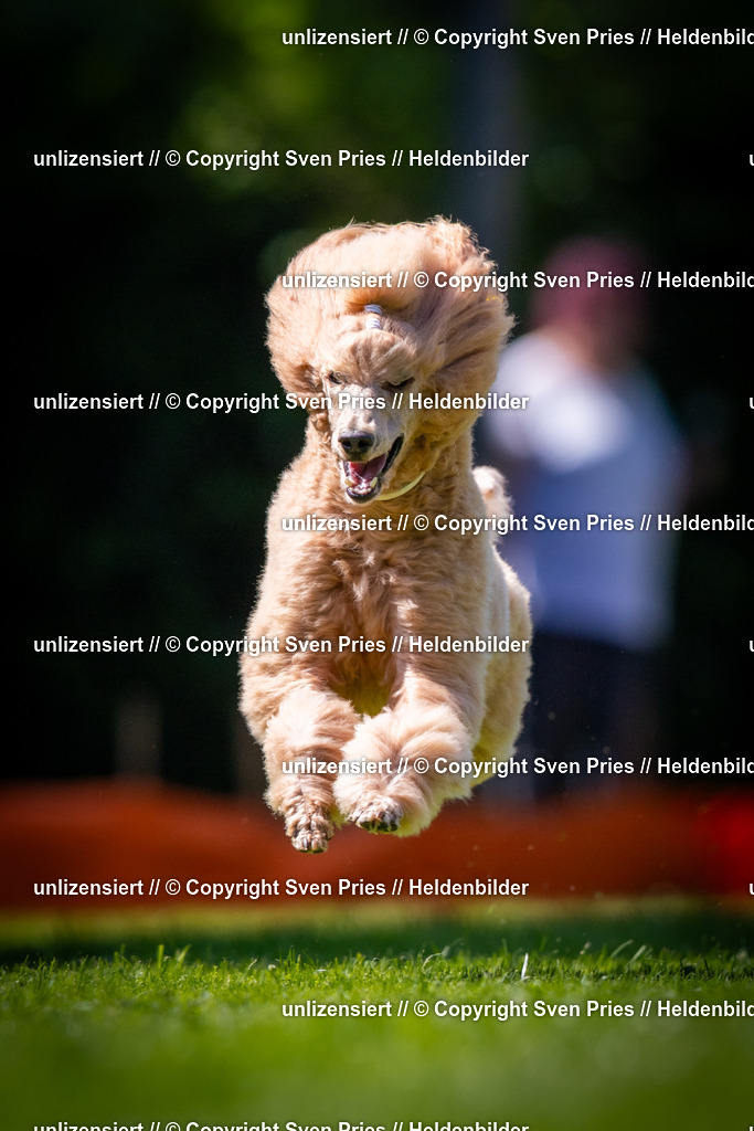 Sven Pries | 2025-08-10 - Hunderennen Durlach - Realisiert mit Pictrs.com