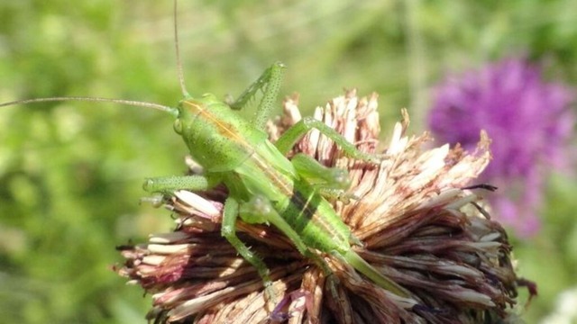 heupferd | Verkauf von Fotos und  Videoclips zumThema Natur.Motive sind Pflanzen, Tiere, Landschaftenund Wetter - Realisiert mit Pictrs.com