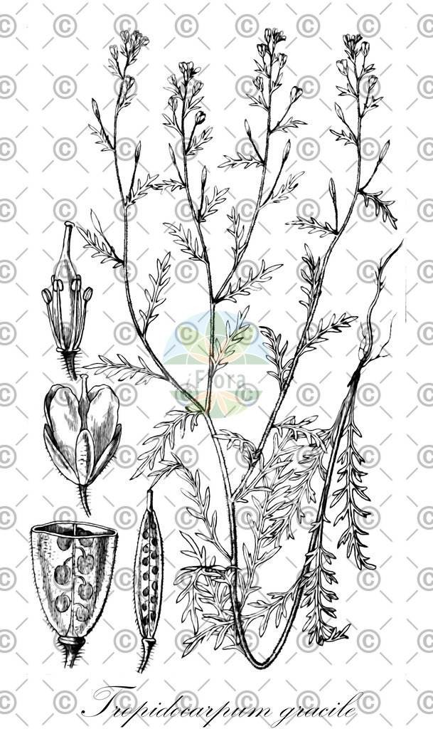 HistAbb_wfo-0000456057_2_ENZY_Simple | Historische Abbildung von Tropidocarpum gracile - Brassicaceae | Historical Illustration of Tropidocarpum gracile - Brassicaceae