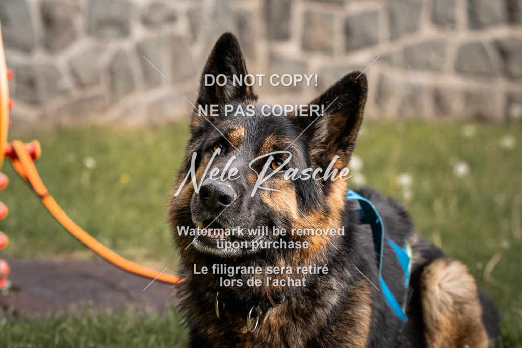 nelerasche_SaAbends_78 | nelerasche