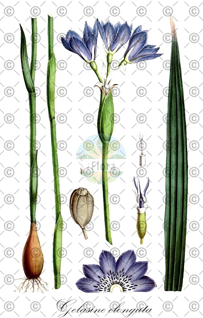 HistAbb_62T5Y_3_ENZY_Simple | Historische Abbildung von Gelasine elongata - Iridaceae | Historical Illustration of Gelasine elongata - Iridaceae