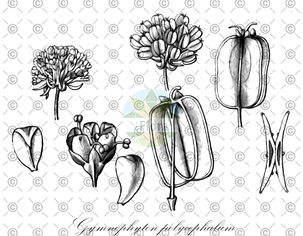 HistAbb_wfo-0000712793_1_ENZY_Simple | Historische Abbildung von Gymnophyton polycephalum - Apiaceae | Historical Illustration of Gymnophyton polycephalum - Apiaceae