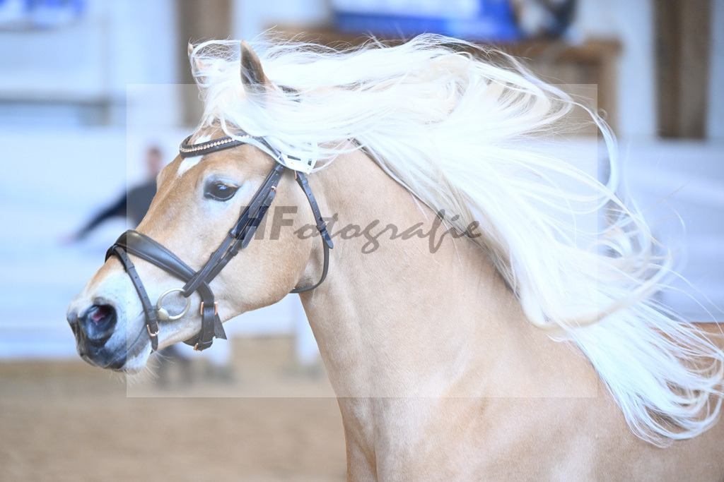 Kat-Nr. 24 v. Waaris-Z_Hock_6240350 | hf-fotografie - Realisiert mit Pictrs.com