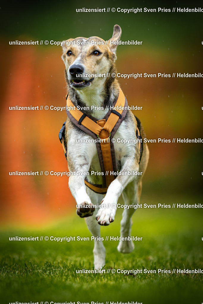 Sven Pries | 2025-09-21 - Hunderennen Baden-Oos - Realisiert mit Pictrs.com