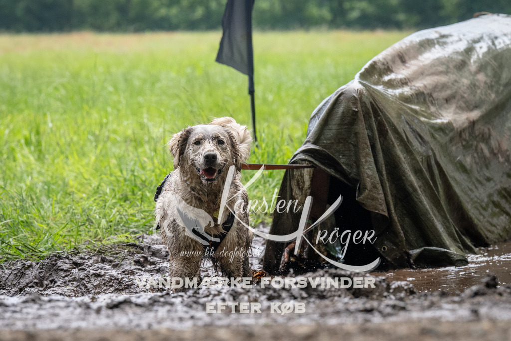 1115_ZZ92111 | kk-dogfotos