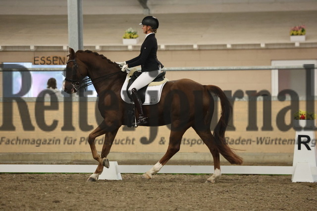 Waghäusel-Wiesental_2024_Prfg.Nr.08_1.WP_U25_Nizia Pötter_Max van de Fohlenhof (9) | Alle Fotos der Reiterjournal Fotografin Doris Matthaes im Reiterjournal Online-Fotoshop. - Realisiert mit Pictrs.com