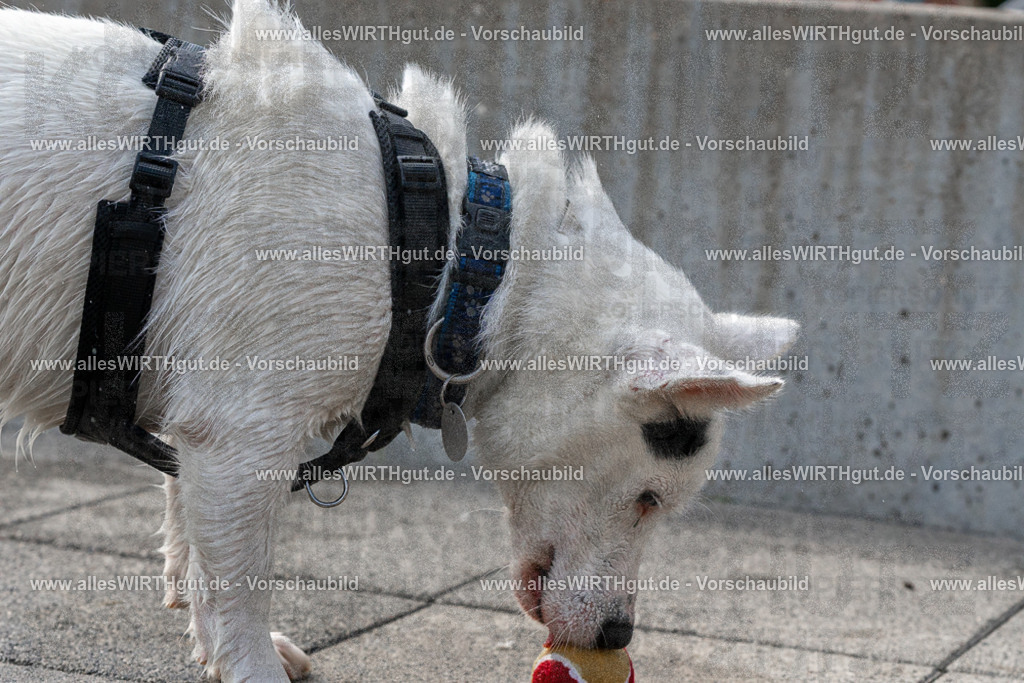 Hundeschwimmen_Volksbad_2026-allesWIRTHgut_Tierfotografie-2609061527-FAY07225 | Professionelle Tierfotografie in Mönchengladbach von Daniel Wirth (allesWIRTHgut). Liebevolle & natürliche Bilder von Hunden & Katzen für unvergessliche Erinnerungen.