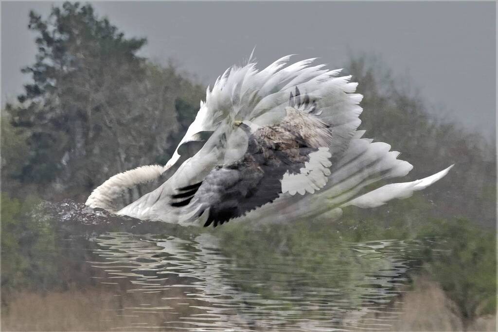 Overlay_Voegel_534 | Annaeherungen - Realisiert mit Pictrs.com