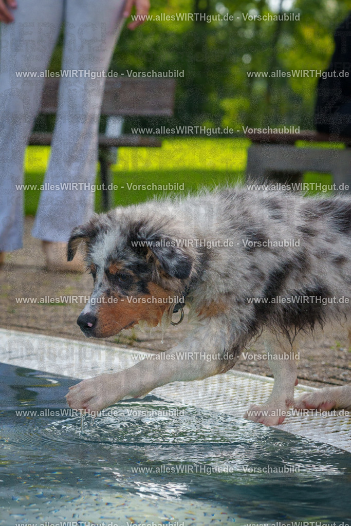 Hundeschwimmen_Grefrath_2026-allesWIRTHgut_Tierfotografie-13_24-FAY00603 | Professionelle Tierfotografie in Mönchengladbach von Daniel Wirth (allesWIRTHgut). Liebevolle & natürliche Bilder von Hunden & Katzen für unvergessliche Erinnerungen.