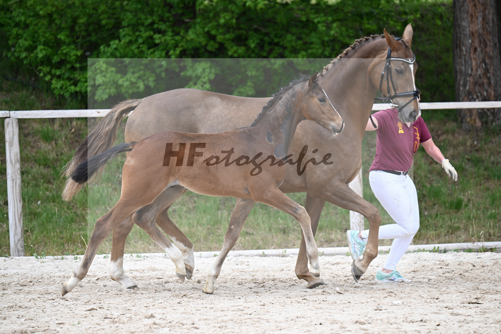 Kat-Nr. 33 HF Sebastino PS x Apache_Blessing_24260740 | hf-fotografie - Realisiert mit Pictrs.com