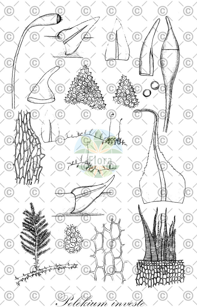 HistAbb_wfo-0000266603_1_ENZY_Simple | Historische Abbildung von Pelekium investe - Thuidiaceae | Historical Illustration of Pelekium investe - Thuidiaceae