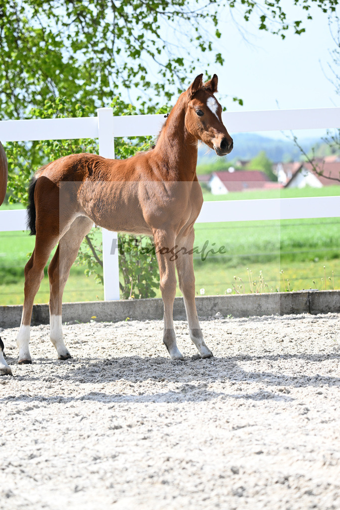 Kat-Nr. 10 SF Just Diamond x Dimaggio_von Unger_23260281 | hf-fotografie - Realisiert mit Pictrs.com