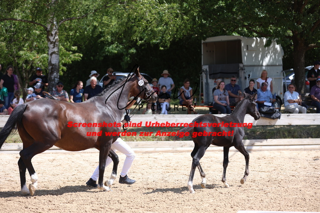 Fohlenschau_Schwäbisch_Hall_springbetonte_Fohlen_KN 34_10 | lmwpictures - Realisiert mit Pictrs.com