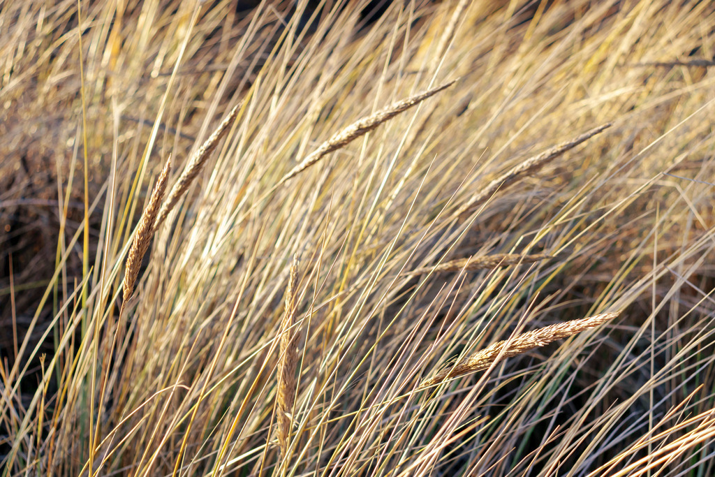 Akustikbild: Strandhafer am Sandstrand | Dieses Akustikbild im Querformat zeigt Strandhafer in Nahaufnahme. Durch die Bewegung der Strandhaferhalme im Wind ergibt sich eine leichte Bewegungsunschärfe, die das Bild interessant macht. Das Wandbild hat einen sehr geringen Farbumfang und sorgt durch den warmen Beigeton für eine schöne Wohlfühlatmosphäre in Ihrem Wohnzimmer. Holen Sie sich mit diesem dekorativen Wandbild den Strandurlaub für das ganze Jahr nach Hause oder an den Arbeitsplatz. Es ist auf Leinwand, auf Aluminium-Platte, Acrylglas oder als Holzdruck erhältlich. Dabei wird es individuell für Sie in vielen Abmessungen produziert. Daher passen die Ostseekult Wandbilder immer perfekt an Ihre Wände. - Realisiert mit Pictrs.com