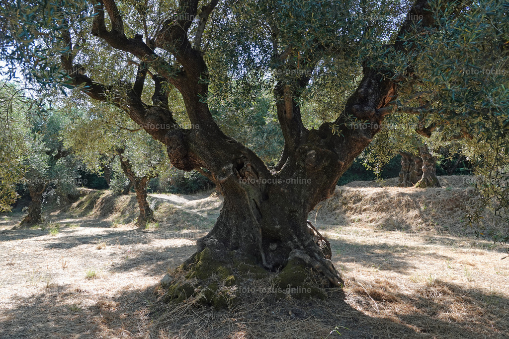 Stories of the Ancient Olive Trees | Ancient Olive Trees