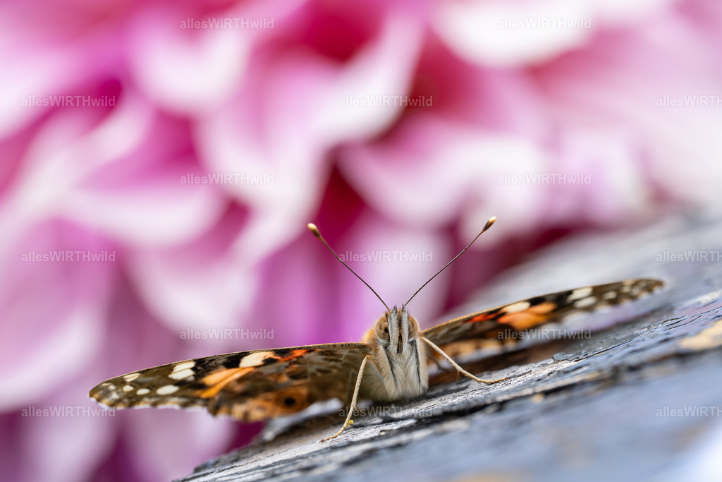 FAY01322 | Entdecke die faszinierende Welt der Natur- und Wildlife-Fotografie von Daniel und Bärbel. Inspirierende Bilder von wilden Tieren und kleinen Naturwundern.