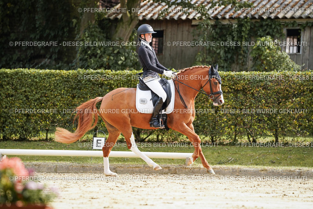 DSC04085 | Pferdegrafie