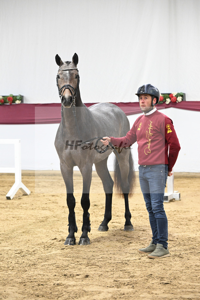 Kat-Nr. 4 Charthago Blue x Acorado_ECS Livestock BV_47253224 | hf-fotografie - Realisiert mit Pictrs.com