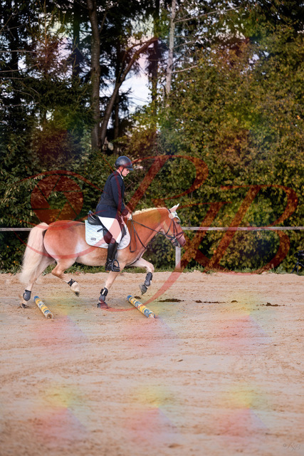 2026_10_03_Siefer-Hof_145426_Z81_34445521 | Professionelle Reitsport-, Turnier- und Eventfotografie von Robert Broda. Galerien mit ausgewählten und bearbeiteten Bildern direkt online ansehen und bestellen.