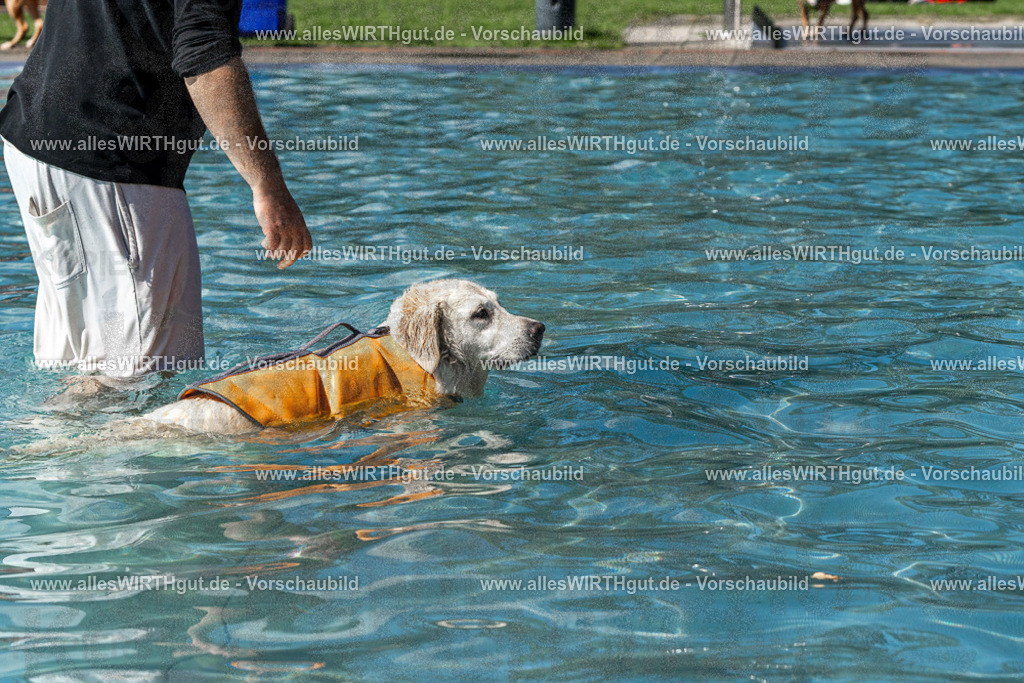 Hundeschwimmen_Volksbad_2026-allesWIRTHgut_Tierfotografie-2609061324-FAY06716 | Professionelle Tierfotografie in Mönchengladbach von Daniel Wirth (allesWIRTHgut). Liebevolle & natürliche Bilder von Hunden & Katzen für unvergessliche Erinnerungen.