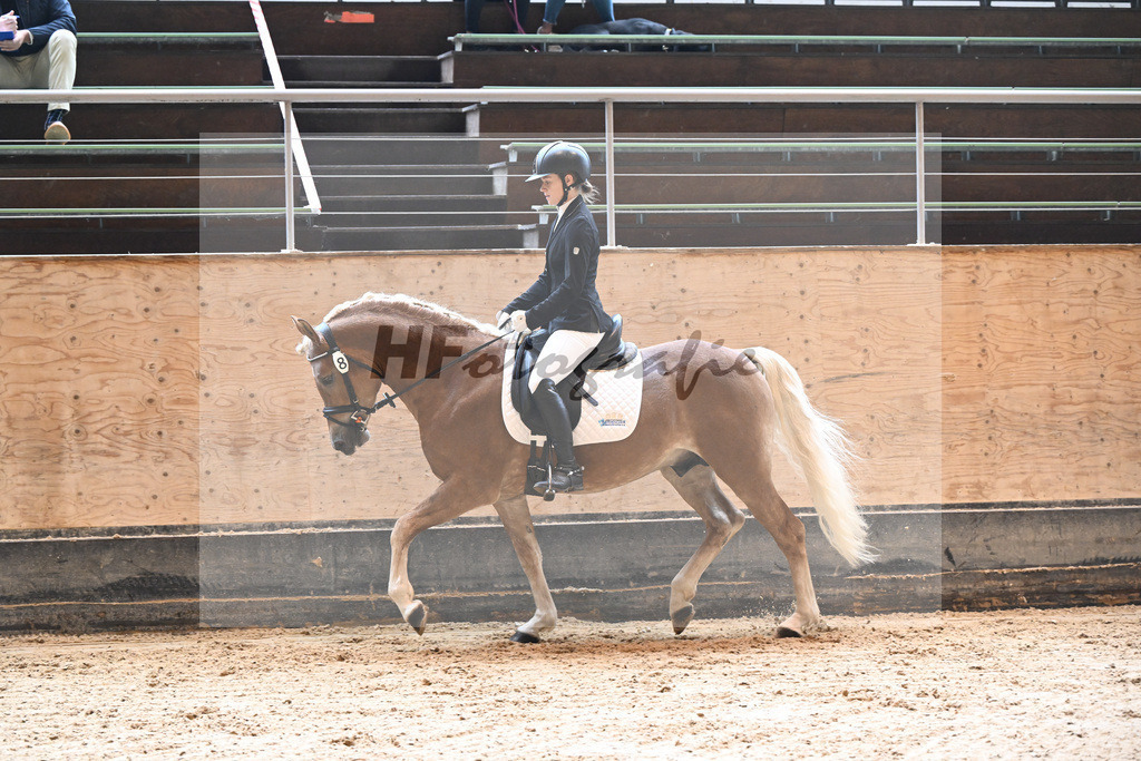 Kat-Nr. 8 Eiswind_Sendig Gestuet Meura_44240267 | hf-fotografie - Realisiert mit Pictrs.com