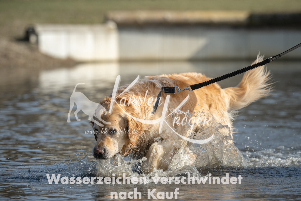 1332_ZZ96981 | kk-dogfotos