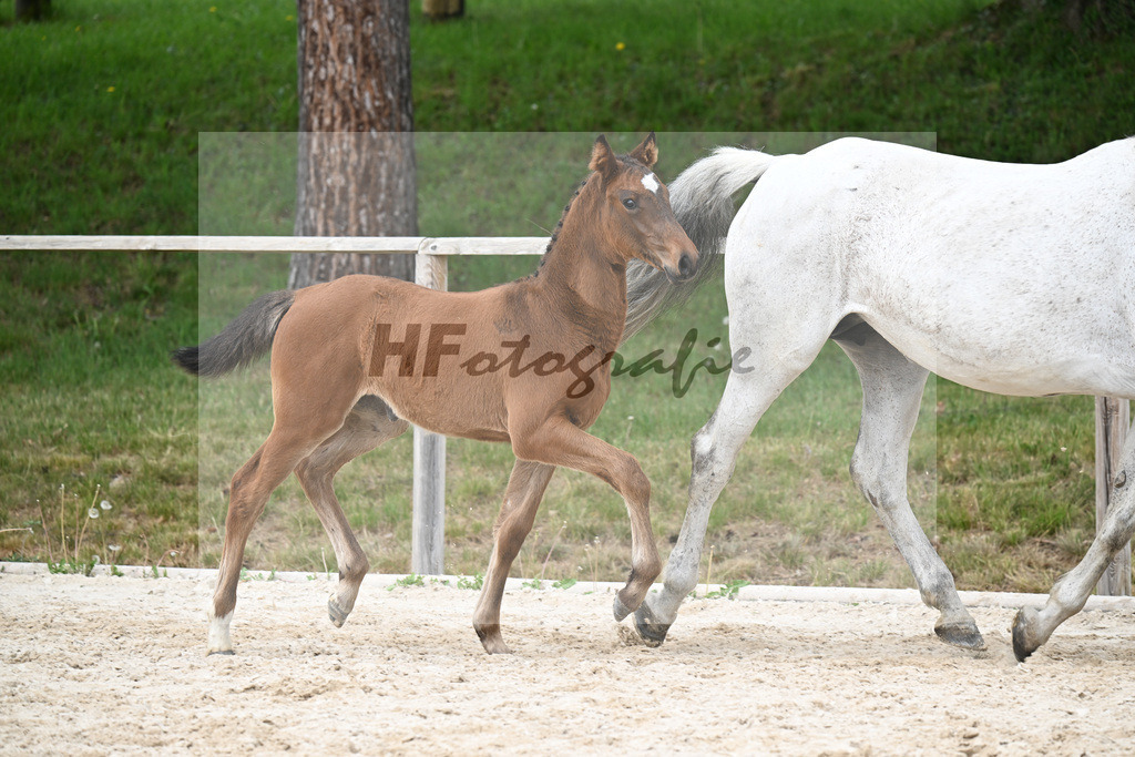 Kat-Nr. 8 SF Cape Calidus x Clearway_Gut Kaltental_24260881 | hf-fotografie - Realisiert mit Pictrs.com