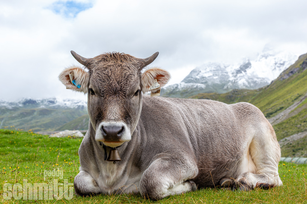 PS-Tiere-2026-29 | Entdecke die größte Bildgalerie der Region mit Fotografien aus dem Allgäu, der Bodenseeregion, Oberschwaben, dem Donautal und der Schwäbischen Alb. Landschaften, Luftaufnahmen und Reisefotografie als Wandbild und Fotokunst. - Realisiert mit Pictrs.com