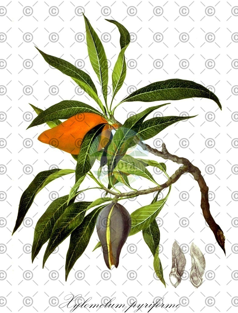 HistAbb_wfo-0001062843_1_ENZY_Simple | Historische Abbildung von Xylomelum pyriforme - Proteaceae | Historical Illustration of Xylomelum pyriforme - Proteaceae