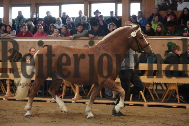 St.Märgen_2024_Kaltbluttage_Vorstellung a.d.Hand_KN_03_Magnus (5) | Alle Fotos der Reiterjournal Fotografin Doris Matthaes im Reiterjournal Online-Fotoshop. - Realisiert mit Pictrs.com