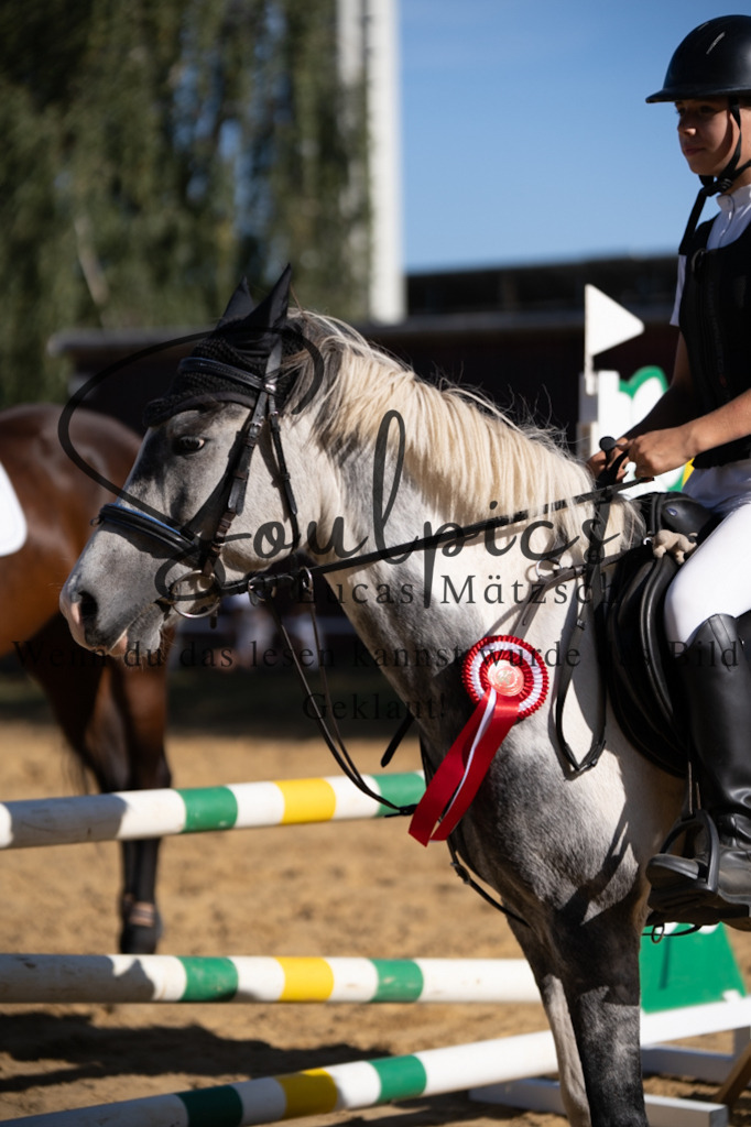 A7V02644 | Pferdefotograf