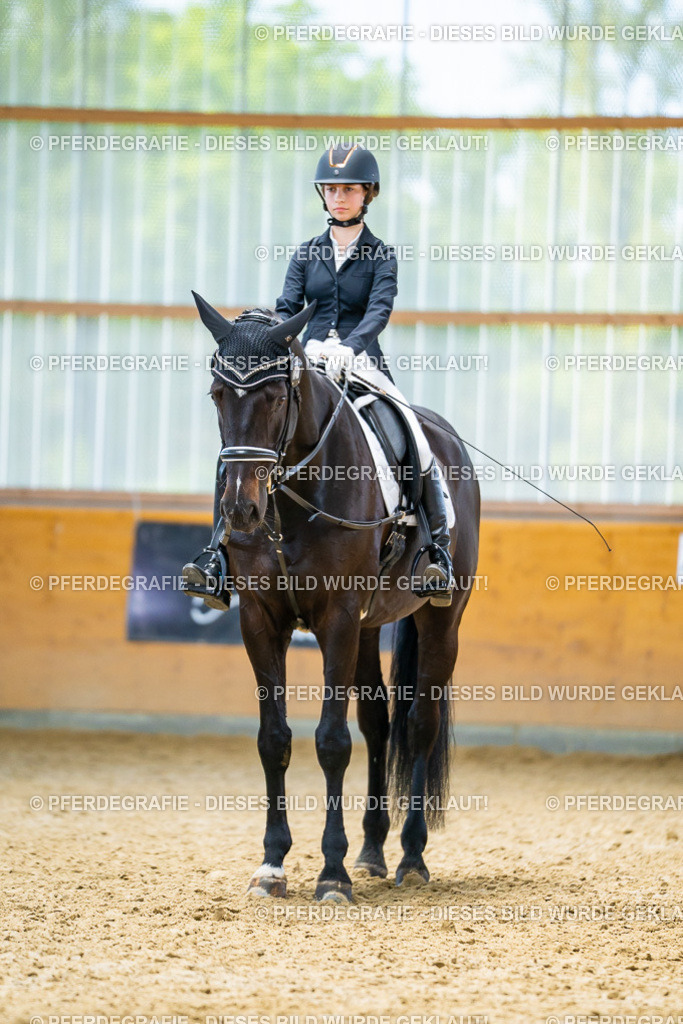 DSC09429 | Pferdegrafie