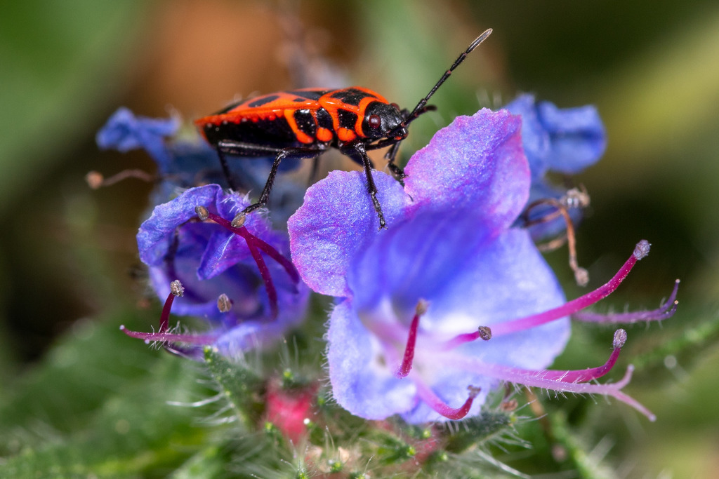 IMG_4466 | ehrlichefotos - Realisiert mit Pictrs.com