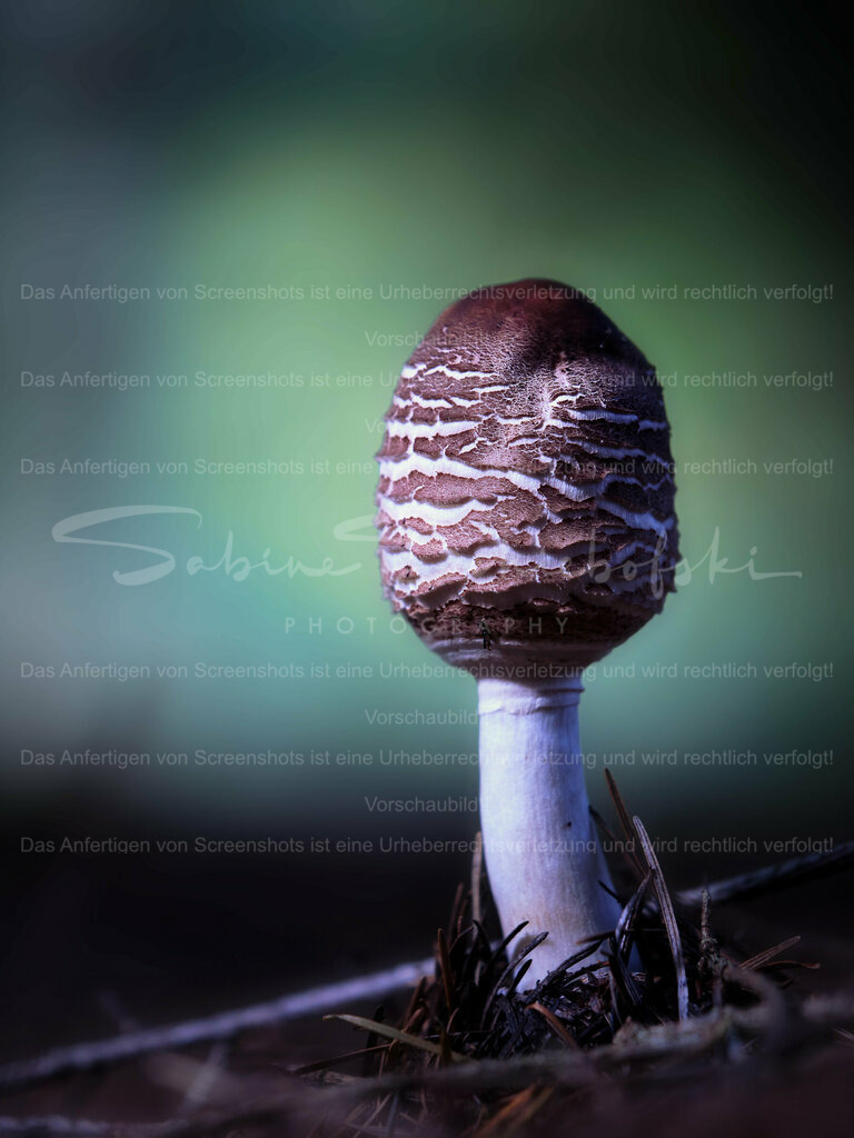 Wandbild Pilz | People- und Tierfotografie, Imageaufnahmen, Veranstaltungsfotografie und Wandbilder aus der Natur ★ Made in Germany ✔️ Druck + Downloads ✔️ Naturfotografie in Top Qualität ★ schneller Versand, weltweite Lieferung! - Realisiert mit Pictrs.com