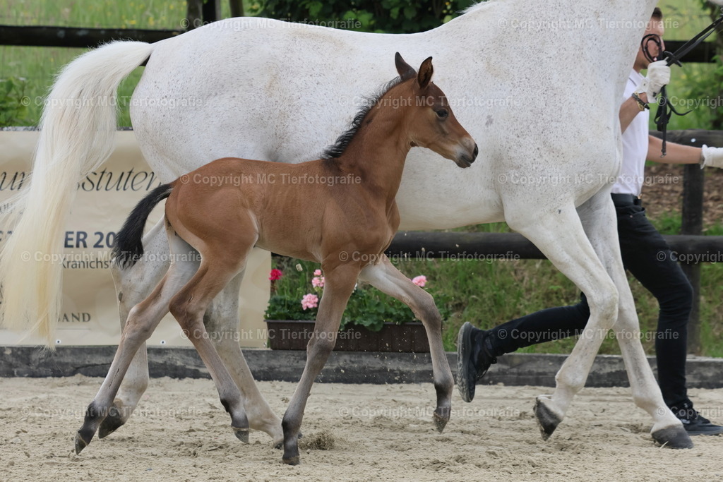 TrakFohlenschHennef17052025MC3H5A6832B1 | Pferdefotos online bestellen - Realisiert mit Pictrs.com